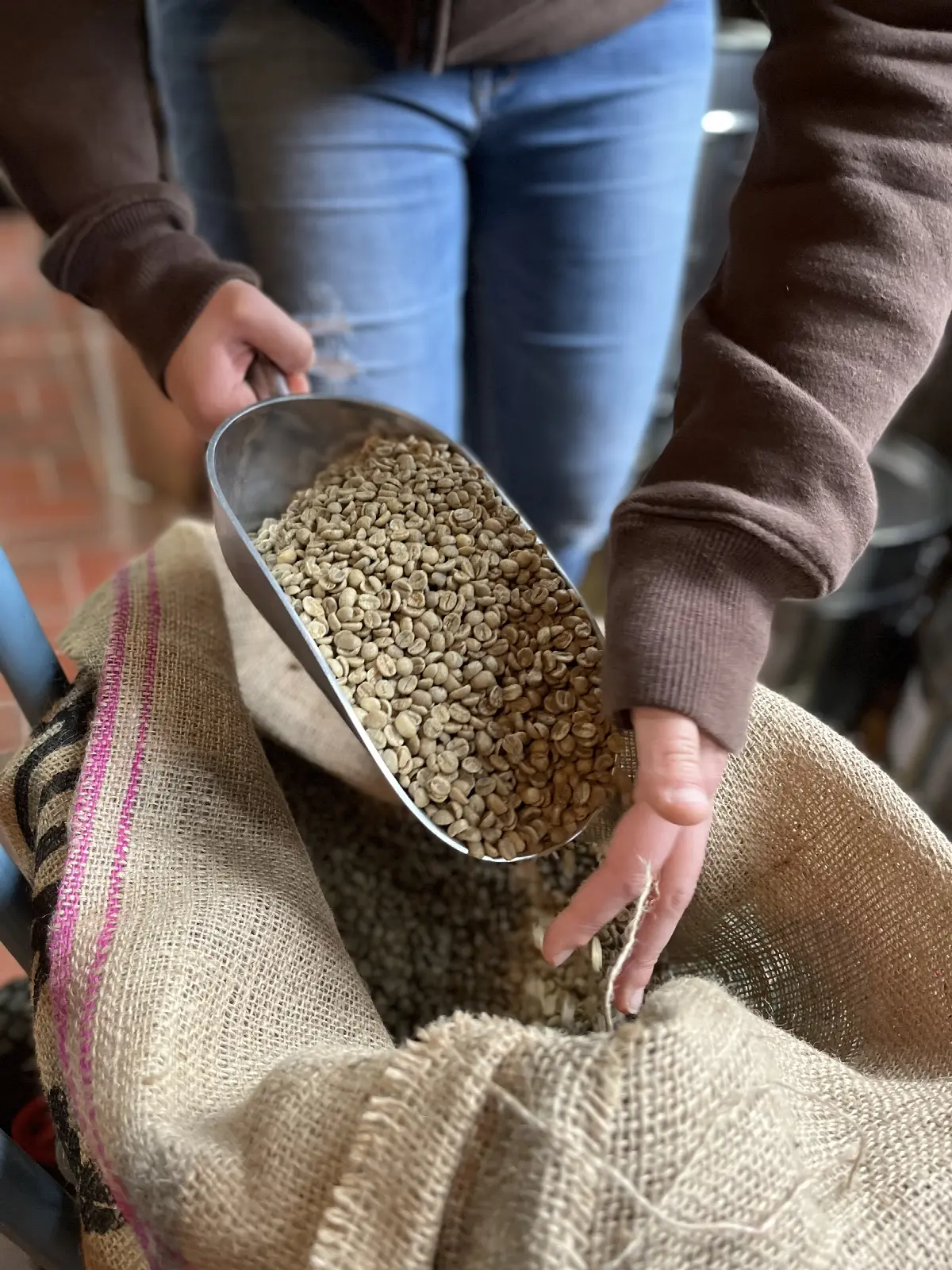 Hände schöpfen grüne Kaffeebohnen aus Jutesack mit Metallschaufel in Rösterei